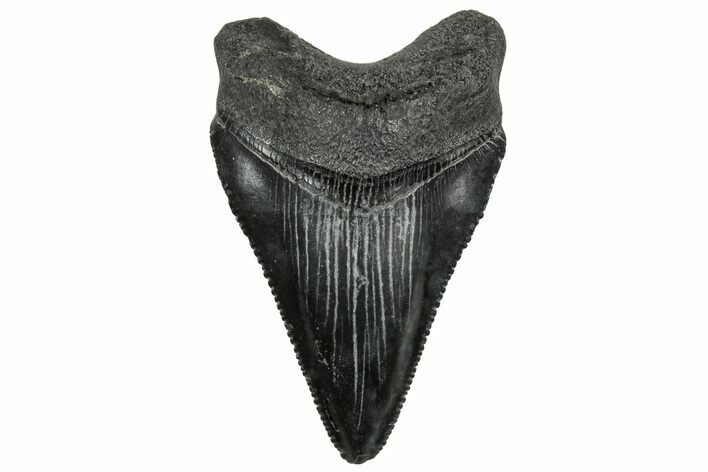 Serrated, Juvenile Megalodon Tooth - South Carolina #328480